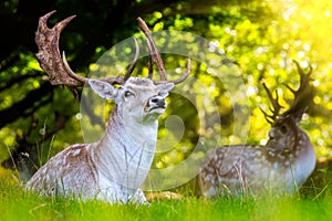 Close up of Fallow Deer with impressive antlers