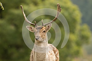 A close up of a fallow deer`s head