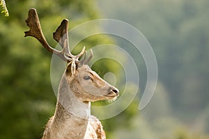 A close up of a fallow deer`s head