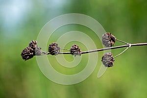 Close up of false ironwort or knobweed with blur background. Black hyptis capitata in dry state