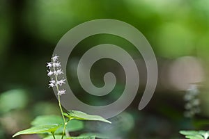 Close up of a False lily of the valley