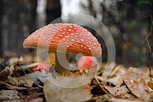 Close-up of false umbrella fungus, chlorophyll molybdite fly agaric or lepiota with green spores in the forest. soft focus,