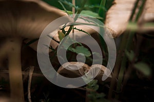 Close-up of a false umbrella mushroom, chlorophyllum molybdenum or lepiota with green spores in the forest view from the bottom.