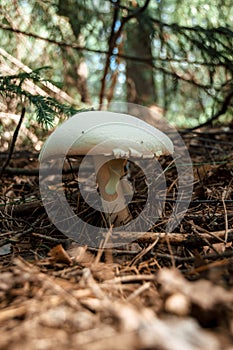 Close-up of a false umbrella mushroom, chlorophyllum molybdite or lepiota with green spores in the forest. soft focus, mystical