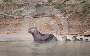 Close up of a family of Capybaras in water