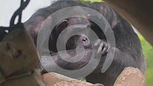 Close-up of a family of chimpanzees cleaning their fur. Chimpanzees are part of the primate homeland