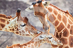Close-up of family of giraffes in a gorgeous touching moment