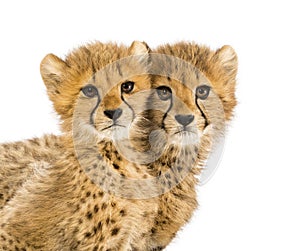Close-up on a family of three months old cheetah cubs