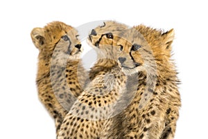 Close-up on a family of three months old cheetah cubs