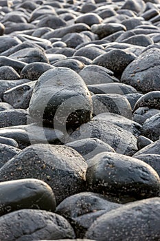 A close-up of the famous & very slippery black boulders at Dunstanburgh Castle in Northumberland