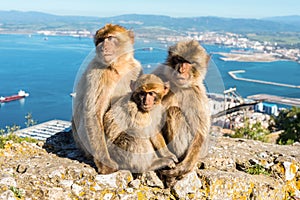 Monkeys from Gibraltar photo