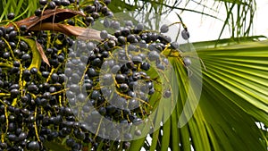 Close up of fan palm fruits in the nature