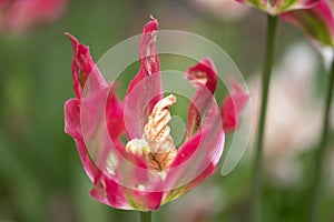 Close-up of a fancy striated pink and green parrot tulip.