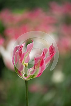 Close-up of a fancy striated pink and green parrot tulip.