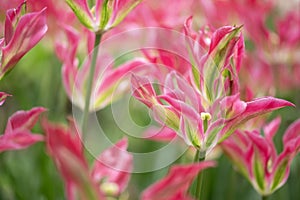 Close-up of a fancy striated pink and white parrot tulip.