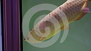 Close-up of a farmed arowana in a fish tank