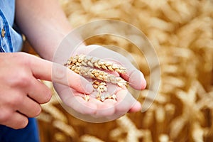 Close Up Of Farmer Checking Wheat Crop In Field