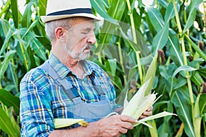 Close up of farmer examining corn crop growing in field