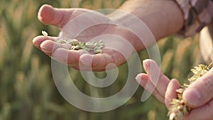 Close-up of farmer growing wheat, holding wheater in hands, showing.