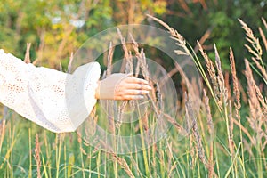 Close-up of Farmer hand holding green wheat ears in the field. Ripening ears. Man walking in a wheat field at sunrise