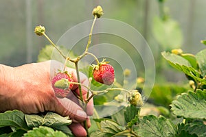 Close-up farmer hand holding growing organic natural ripe red strawberry checking ripeness for picking hatvest. Tasty