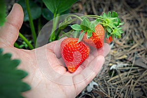 Close-up farmer hand holding growing organic natural ripe red strawberry checking ripeness for picking hatvest. Tasty juice