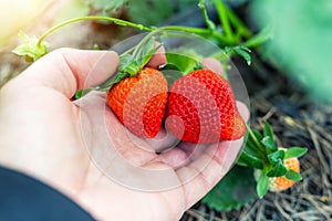 Close-up farmer hand holding growing organic natural ripe red strawberry checking ripeness for picking hatvest. Tasty juice