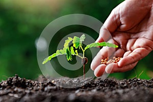 Close up Farmer Hand nurturing young baby plants tamarind tree