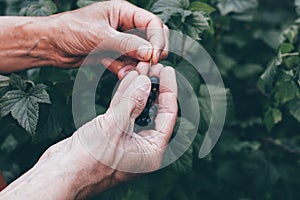 Close up farmer hand picking blackcurrants harvest
