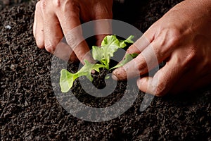 Close up Farmer hand planting sprout Green oak lettuce in fertile soi