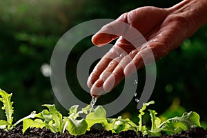 Close up Farmer Hand watering young baby Green oak, lettuce