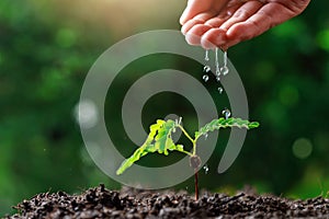 Close up Farmer Hand watering young baby plants tamarind tree