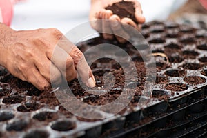 Close up of farmer hands adding fertilisers and seeding to germination tray at greenhouse or polyhouse