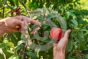 Hands picking peach fruits, orchard tree