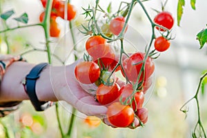 Close up of farmer hands harvesting red tomato in green house. Gardener picking ripe tomatoes