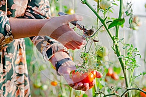 Close up of farmer hands harvesting red tomato in green house. Gardener picking ripe tomatoes