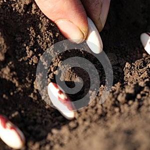 Close up on farmer hands planting bean seeds in the ground. Planting seeds in the ground. Sowing company or agriculture