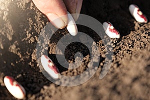 Close up on farmer hands planting bean seeds in the ground. Planting seeds in the ground. Sowing company or agriculture