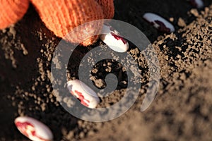 Close up on farmer hands in protective gloves planting bean seeds in the ground. Planting seeds in the ground. Sowing