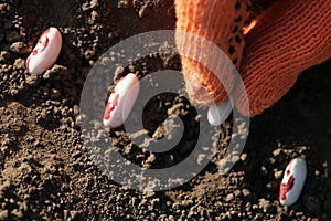 Close up on farmer hands in protective gloves planting bean seeds in the ground. Planting seeds in the ground. Sowing