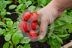 close-up of farmer harvesting fresh radishes in the greenhouse in the background of the radish crop