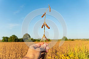 Close-up farmer holding ripe organic soybeans in field. Harvesting soybeans. Selective focus