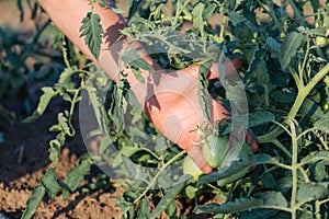 Close up of farmer inspecting tomato crop on the field of organic eco farm