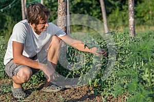 Close up of farmer inspecting tomato crop on the field of organic eco farm