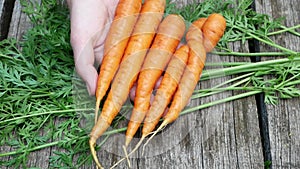 Close-up of a farmer lays out fresh harvest of carrots on a wooden surface. Vegetable crops in cooking. Carrots will hold back car