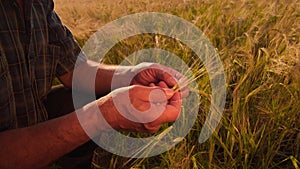 close up farmer man hands analysis and inspection of wheat crops.