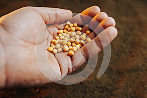 close up of farmer man hands holding peas seeds in hands in field at farm on the Soil background.