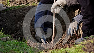 Close-up a farmer plants a tree with a root in fertile soil in a dug hole, spreads the roots of the plant with his hands