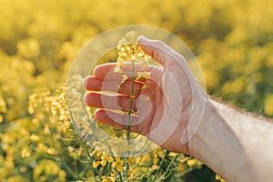 Close up of farmer`s hand holding blooming rapeseed plant