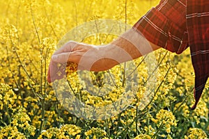 Close up of farmer`s hand holding blooming rapeseed plant